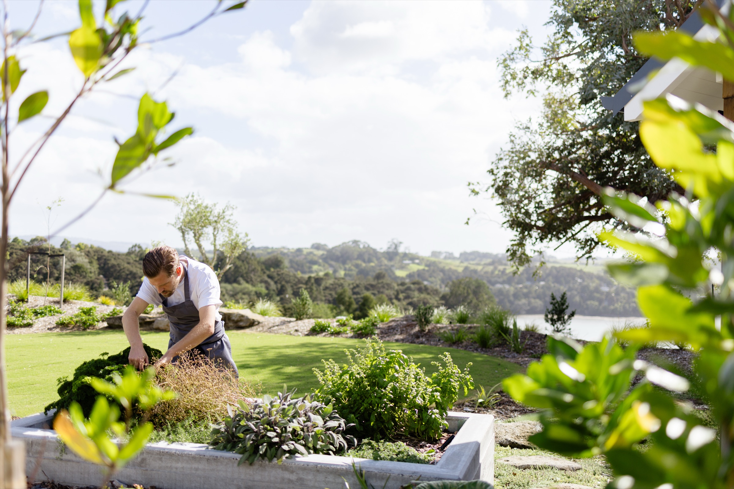 A chef picking herbs from the raised kitchen garden bed at Bluestone Ridge, sage and basil in the foreground, the lawn, the bush, and the water behind.