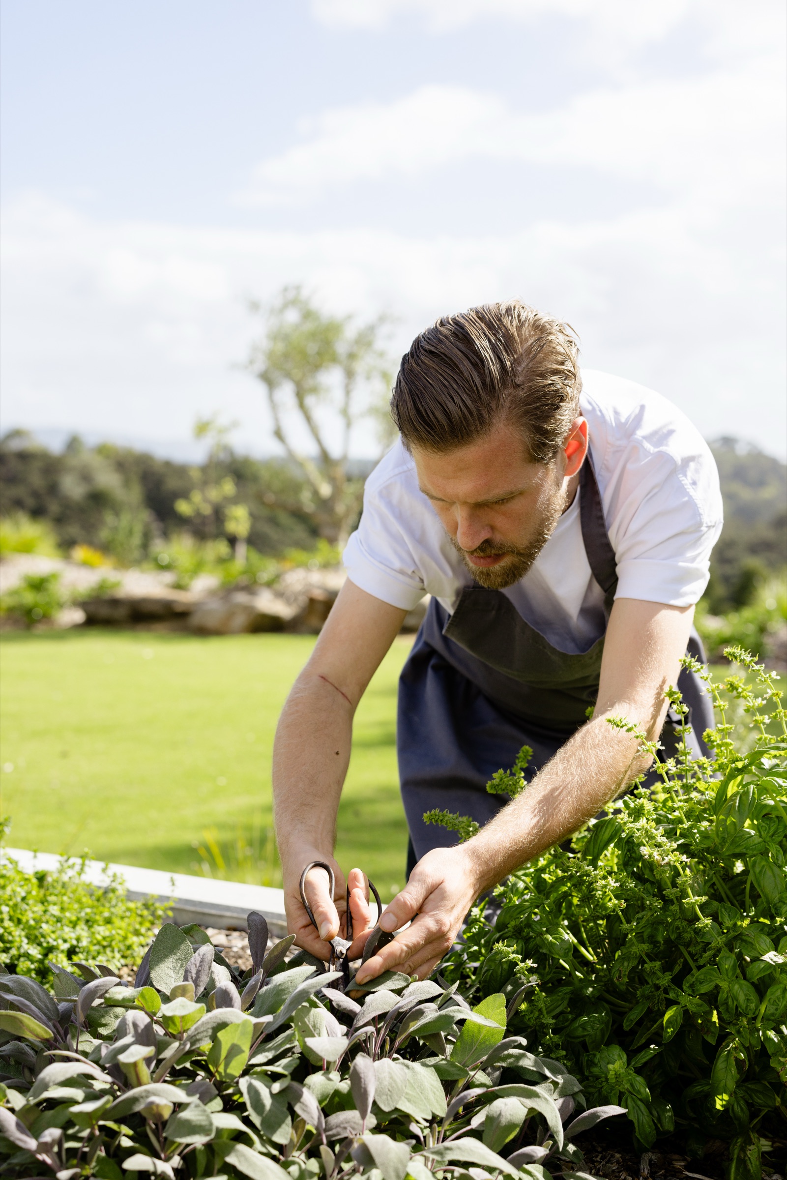 Private chef Matthew Casey cutting purple sage with scissors in the raised kitchen garden at Bluestone Ridge, basil beside him and the lawn and bush behind.