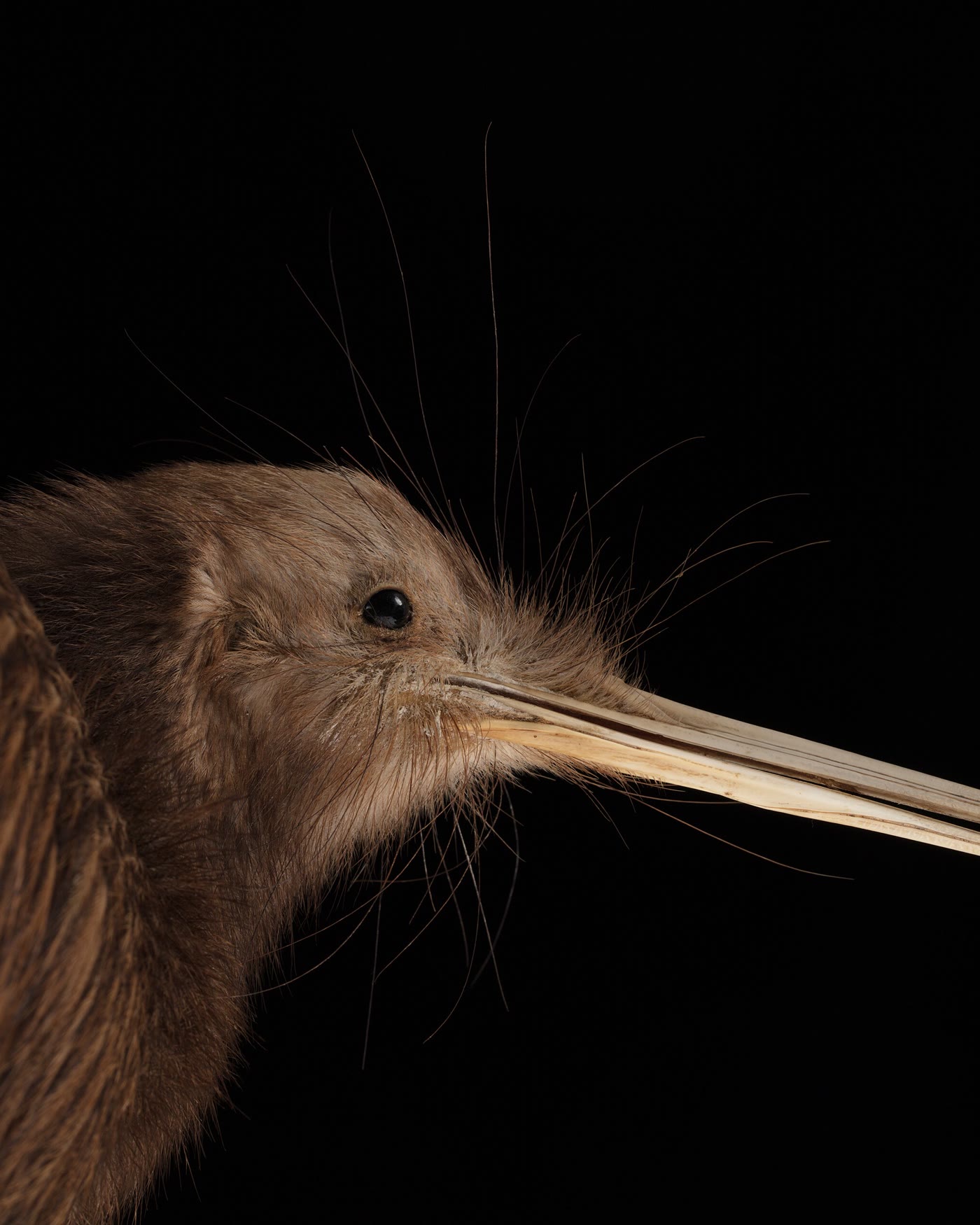 A brown kiwi in profile against the dark, its long pale bill and shaggy brown feathers lit from one side.