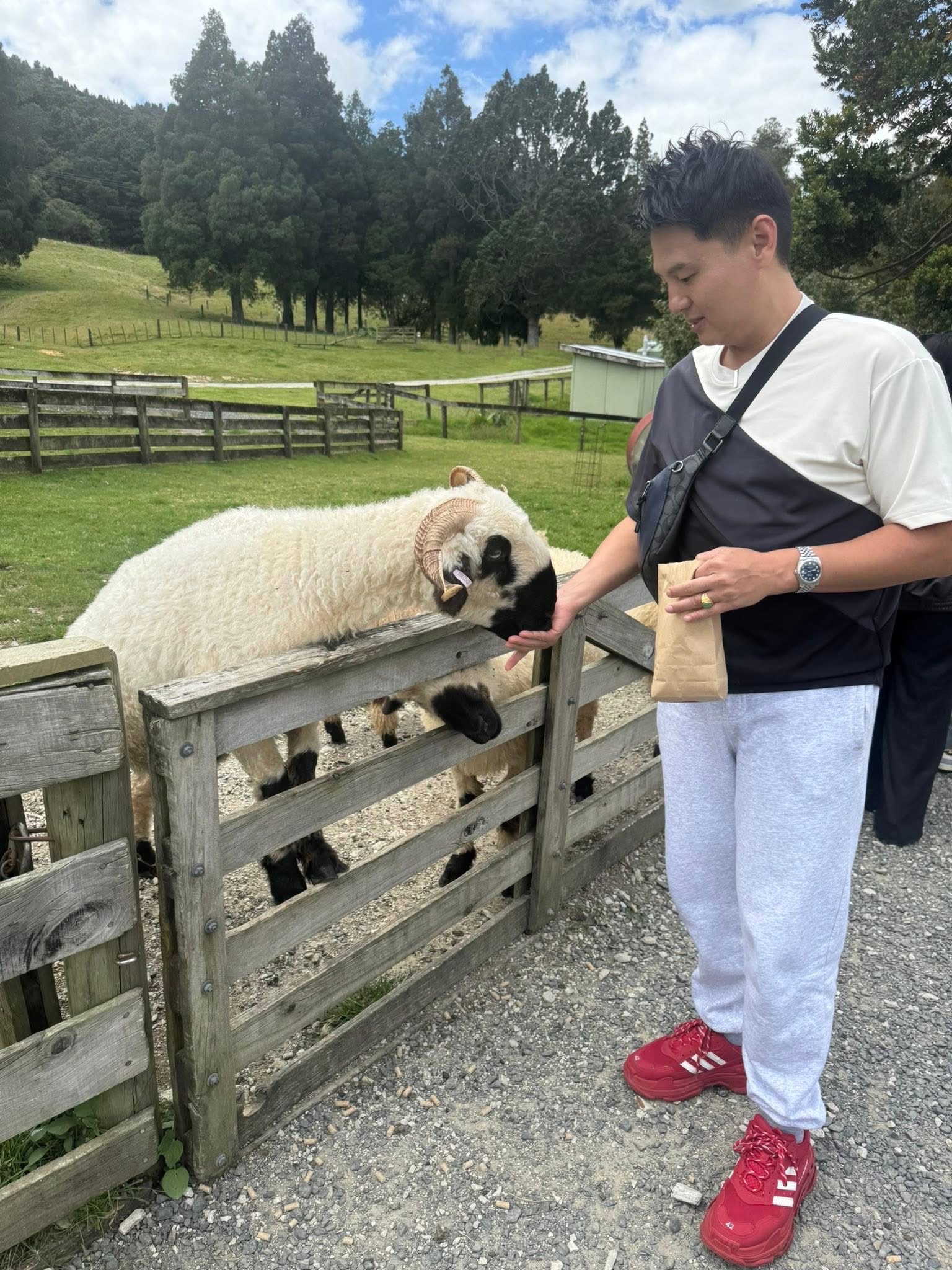 A guest at Sheepworld Farm Park feeding a black-faced, curly-horned sheep leaning over a timber gate, paper bag of feed in hand, paddocks and pines behind.
